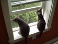 third floor window fascination.jpg